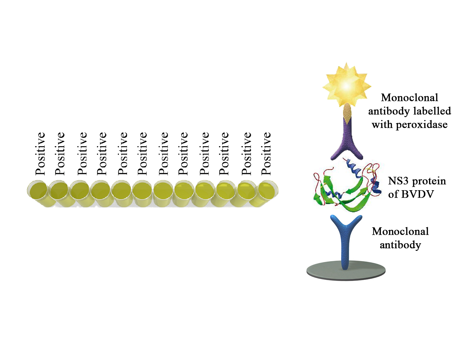 BIO K 258 - Monoscreen AgELISA BVDV / sandwich, monowell